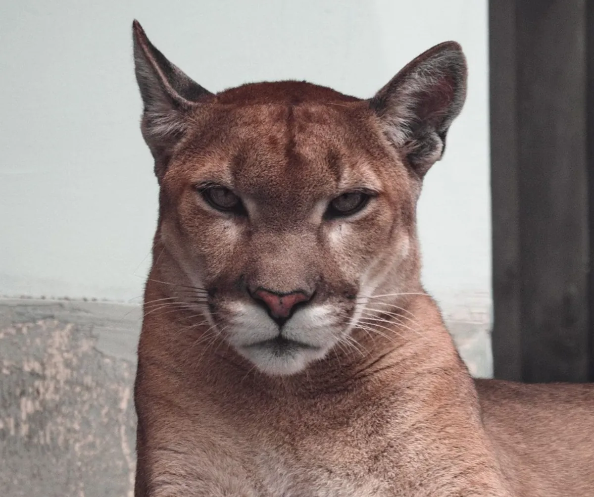 Close-up of a puma staring intently.