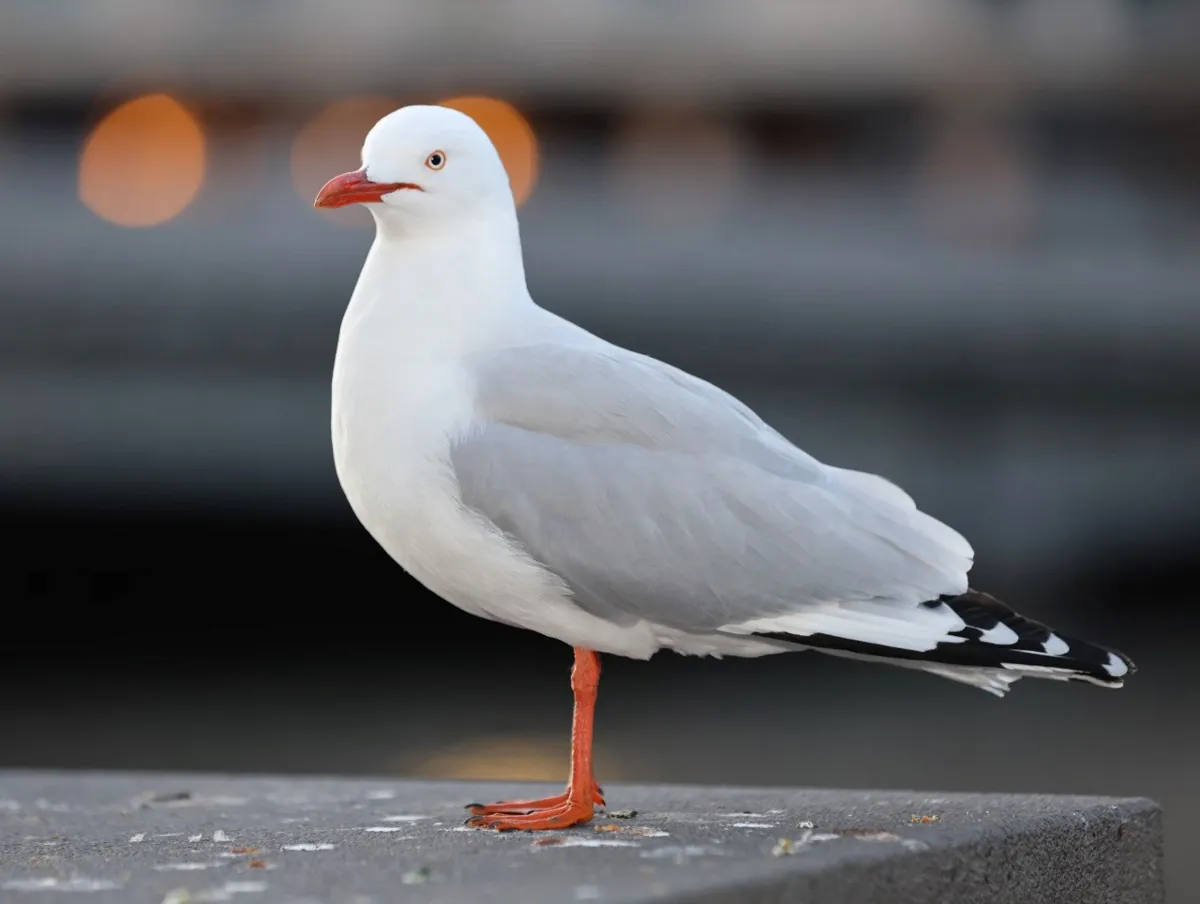 Optimizing Headlines and Descriptions for Better Click-Through Rates visual 2